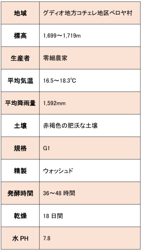画像6: エチオピア イルガチェフ G1 コチェレ ベロヤ、washed 2023/24　※ハンドピック済１kg (6)